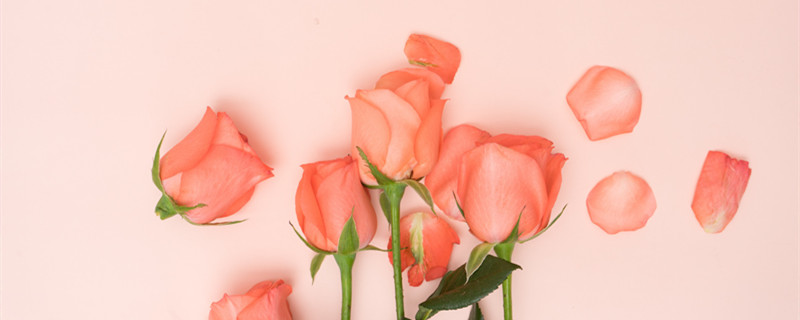 玫瑰花怎么做成干花 新鲜玫瑰花怎么做成干花