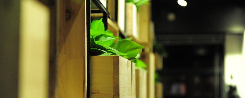 绿萝扦插快速生根方法 绿萝扦插快速生根方法视频