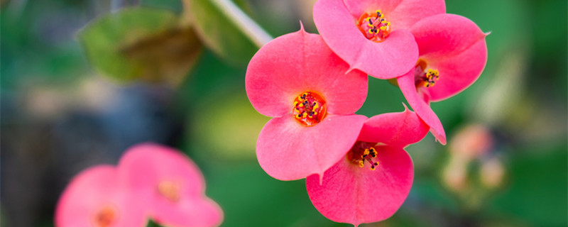 铁海棠怎么养 铁海棠怎么养才长得好