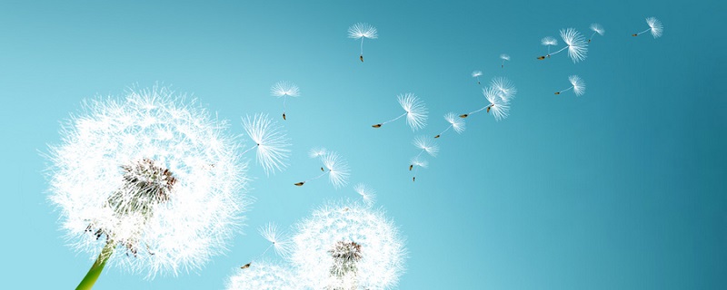 各种植物传播种子方法（各种植物传播种子方法大全）