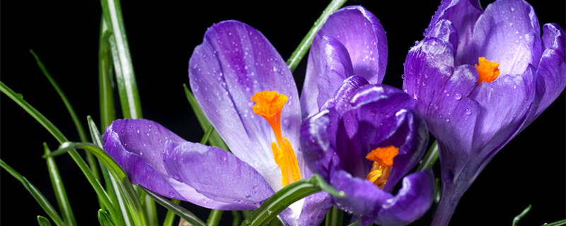 番红花花语(黄色番红花的花语)