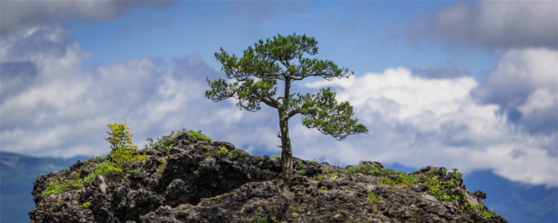 松树的作用是什么 松树的种类和作用