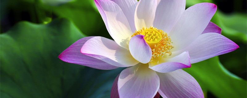 适合夏季播种的花种子（夏季适合播种什么花）