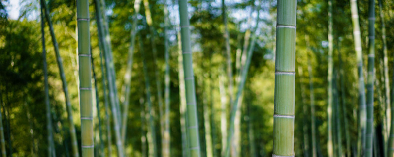 竹柏的寓意和象征 松竹柏的象征意义