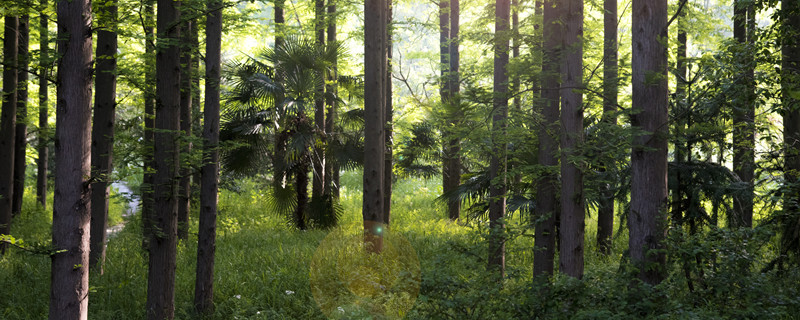 杨树几月份长得最快(杨树生长期是几月份)