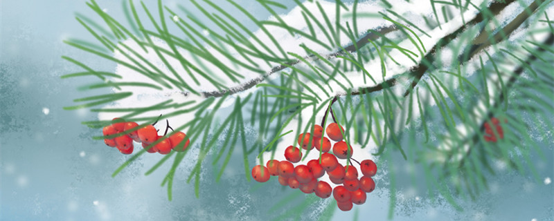 红豆杉的养殖方法和注意事项（家养红豆杉的养殖方法和注意事项）