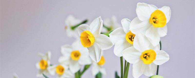 水仙花的寓意和象征（黄色水仙花的寓意和象征）
