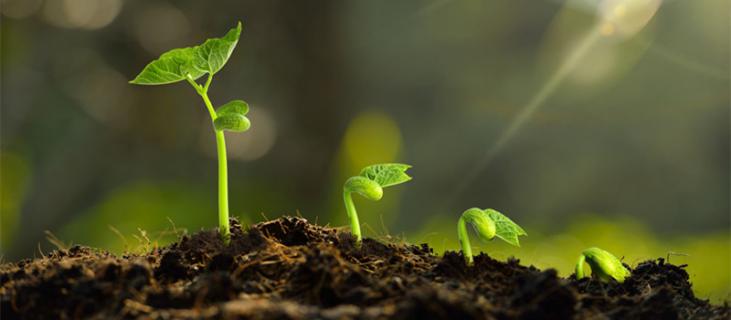 巴西木的养殖方法和注意事项 水培巴西木的养殖方法和注意事项