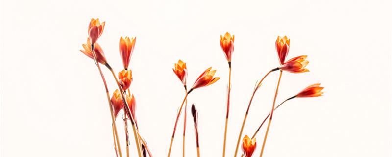 风雨兰夏天可以暴晒吗 风雨兰夏季能暴晒吗