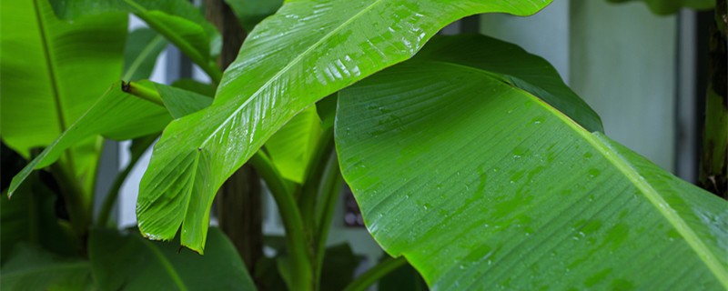 芭蕉叶大栀子肥是什么季节 芭蕉叶大栀子肥什么意思