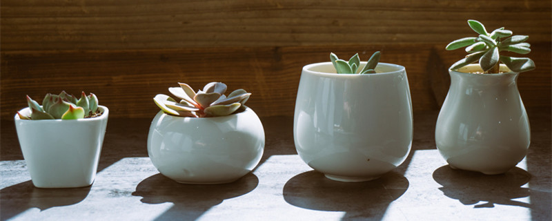 多肉春季养护注意事项（春季多肉如何养护）