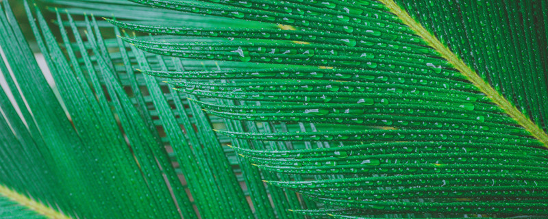 铁树的盆栽养护方法(盆景铁树怎么养护)