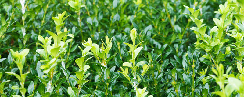 黄杨的品种有哪些 最好的黄杨是什么品种