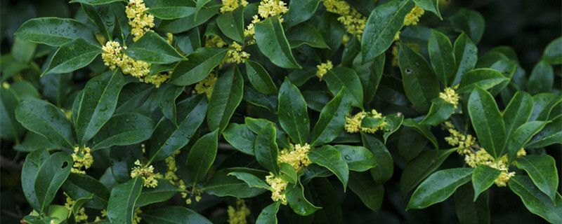 桂花什么季节开（桂花什么季节开放时间）