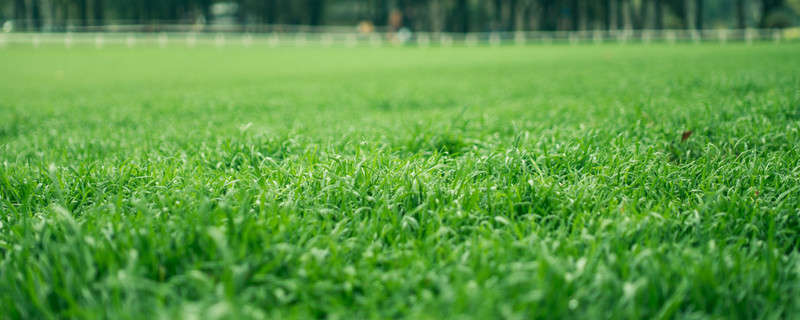 小草的作用（金疮小草的作用）