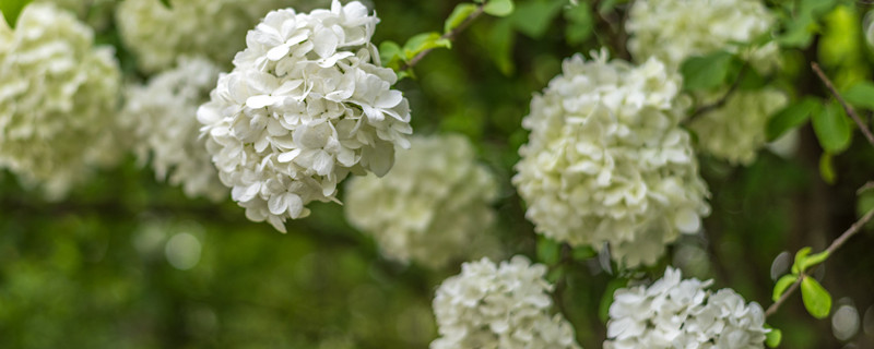 琼花树的养殖方法和注意事项(琼花可以盆栽吗)