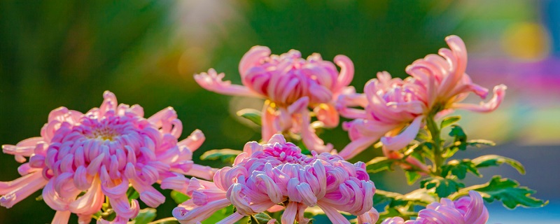 菊花是什么季节开的 梅花是什么季节开的