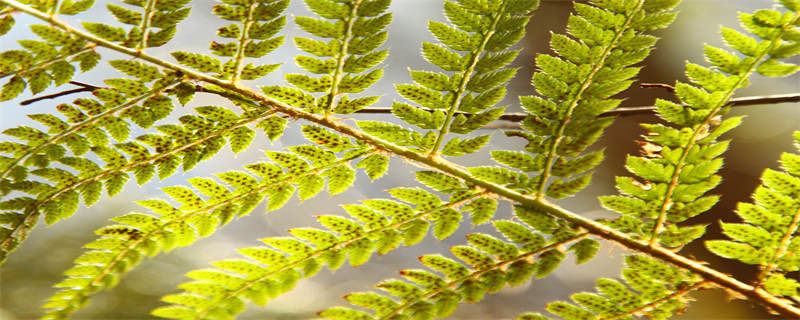 白玉菩提是什么植物的种子（白玉菩提是什么植物的果实）