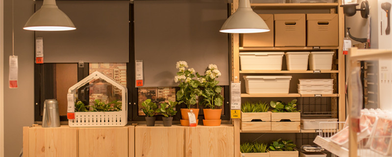 紫边碧玉椒草的寓意 碧玉椒草花语