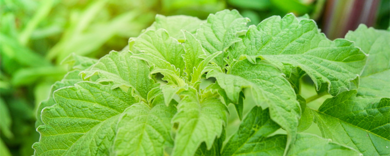 紫苏怎么养才能爆盆(紫苏好养吗?盆栽紫苏怎么养?)