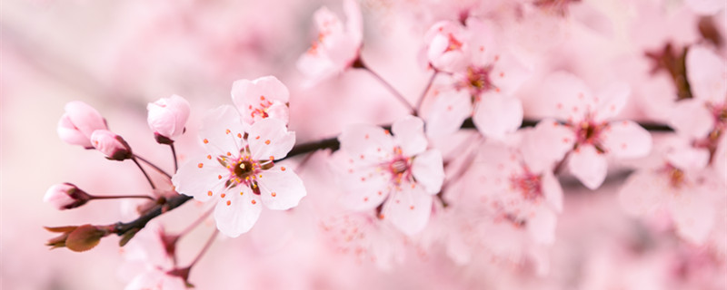 樱花的特点 樱花的特点是什么