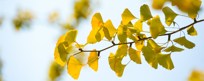 秋天为什么落叶（秋天为什么落叶原文朗读）