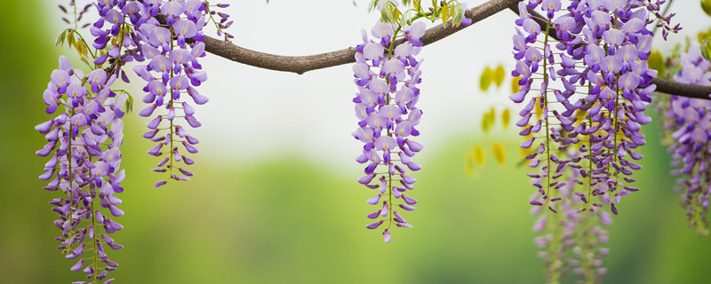 紫藤扦插方法及注意事项（紫藤老枝扦插后要注意什么）