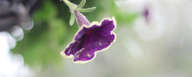 如何让你的矮牵牛开花到爆 矮牵牛开完花怎么办