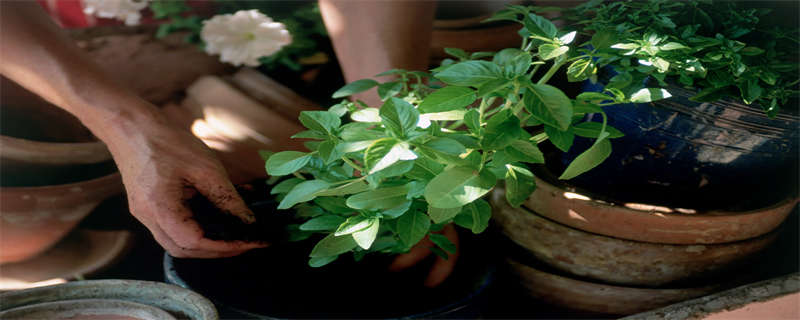 蟹爪兰怎样换盆才能活(蟹爪兰用不用换盆)