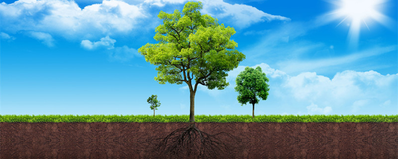 树的组成部分 树的组成部分英语