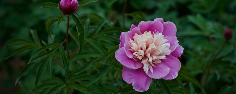 五月花神指的是什么花(五月花神是谁)