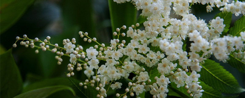 珍珠梅盆景怎么养（珍珠梅盆景怎么养护）