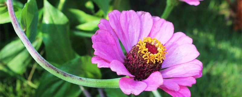 夏季有哪些美丽的花朵（夏天有哪些花朵）