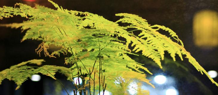 文竹怎么养?养殖方法和注意事项（文竹的养殖方法和注意）