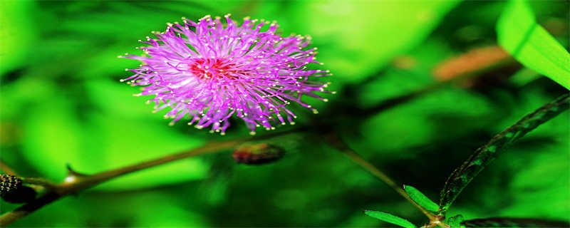 跳舞草为什么会跳舞的原因 跳舞草为什么会跳舞的原因请从文中找出答案