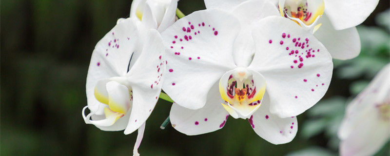 蝴蝶兰花语 蝴蝶兰花语代表着什么