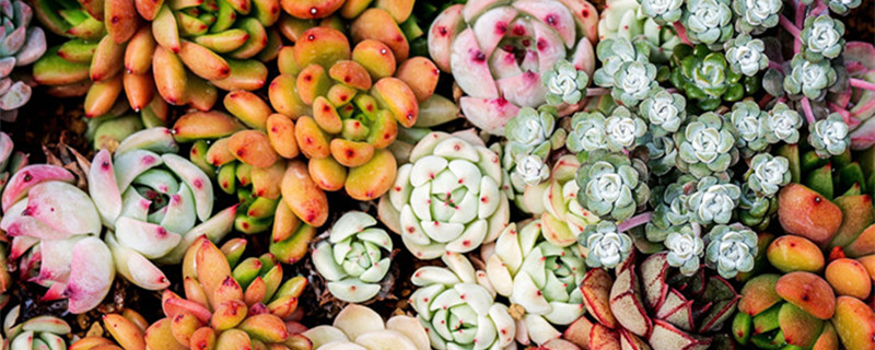 多肉种子怎么种 多肉种子怎么种植方法