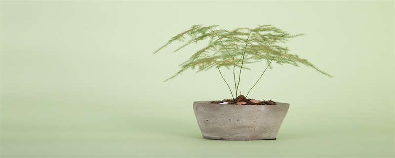 橡皮树掉叶子四大解决方法是（橡皮树大量掉叶子）