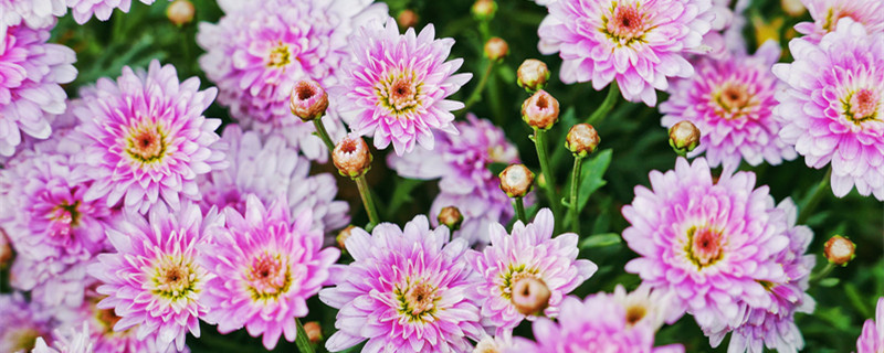 玛格丽特花的养殖方法和注意事项 玛格丽特花的养殖方法和注意事项书香庭院的玉痕