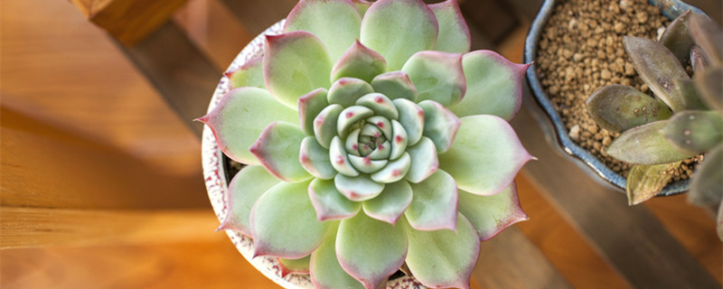 盆栽观音莲的养殖方法和注意事项 观音莲盆栽怎么养