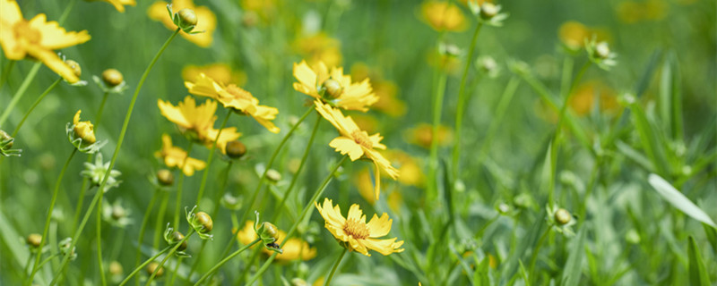 千里光是野菊花吗（千里光就是野菊花吗）