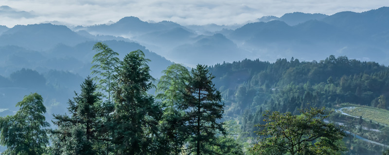 茶油树种几年可以结果（茶油树种几年可以结果可以直接吃）