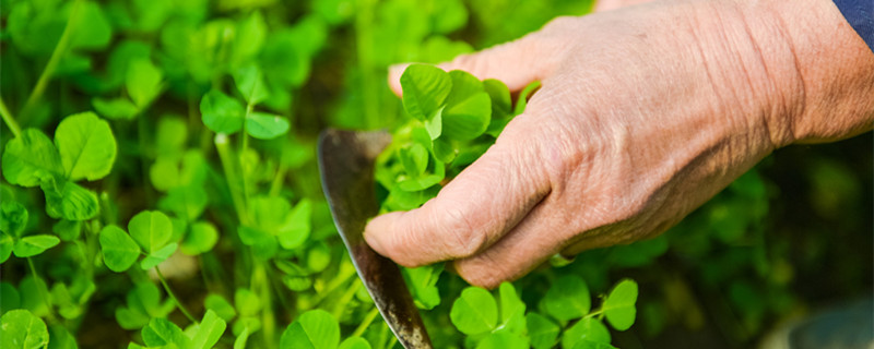 六月份可以种木耳菜吗 十月份可以种木耳菜吗