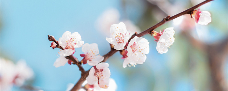 桃树杏树什么季节开花（桃树杏树是什么季节开花）