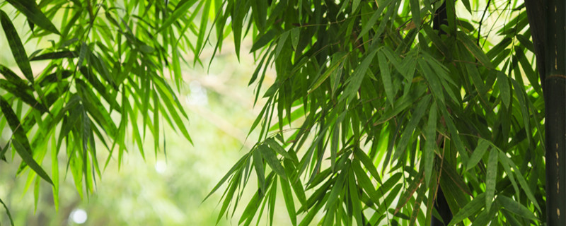 竹子类的植物有哪些（竹子是什么类别的植物）