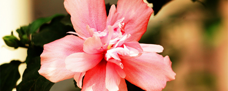 木槿的花语和传说 木槿花的花语和传说