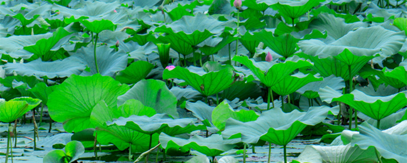 水生植物怎么养（水生植物怎么养的好）