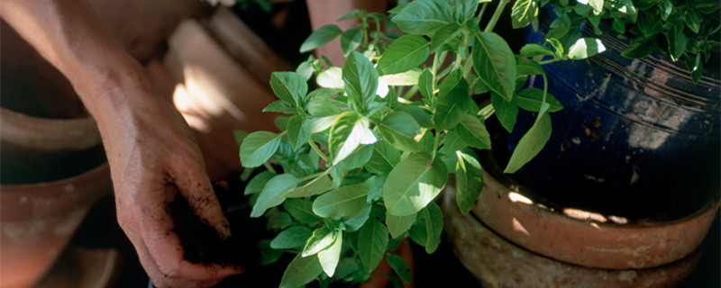 圆叶椒草的寓意是什么（皱叶椒草的寓意）