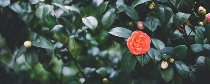 山茶花好养活吗（山茶花好养活吗怕冷）