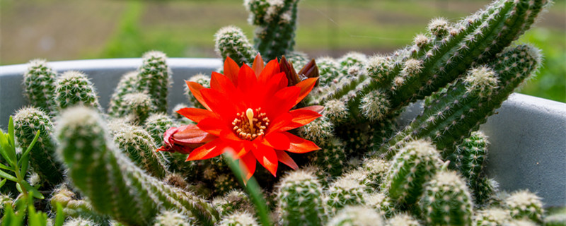 仙人鞭怎么养 仙人棍怎么养